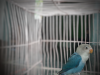 Lovebirds